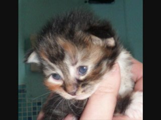 Farandole des Zébulons