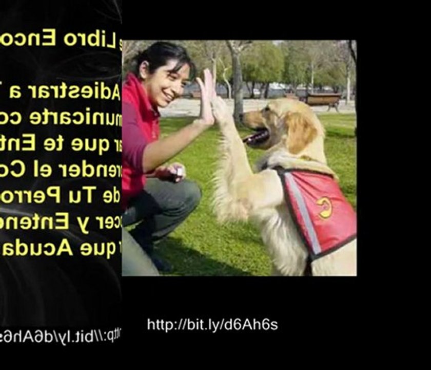 Como Adiestrar Un Perro - Educar a tu Perro Paso a Paso