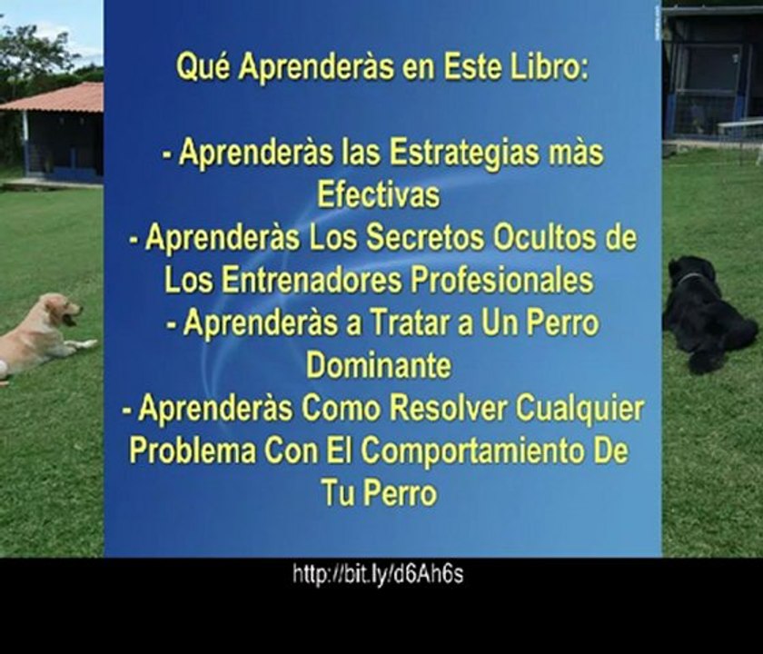 Como Entrenar Un Perro - Educa a Tu Perro Paso a Paso