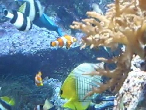 la serre des poissons éxotiques