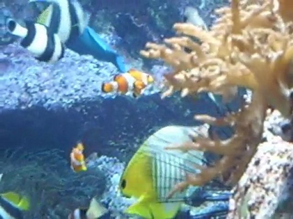 la serre des poissons éxotiques