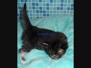 Fantasio des Zébulons