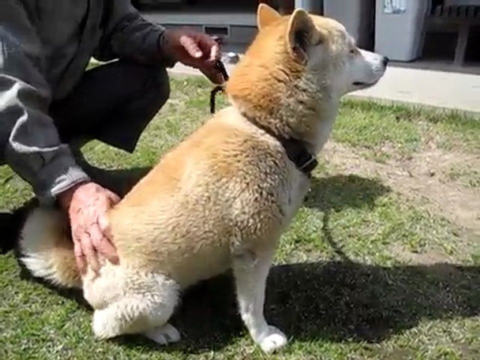 今日のわんこ_2