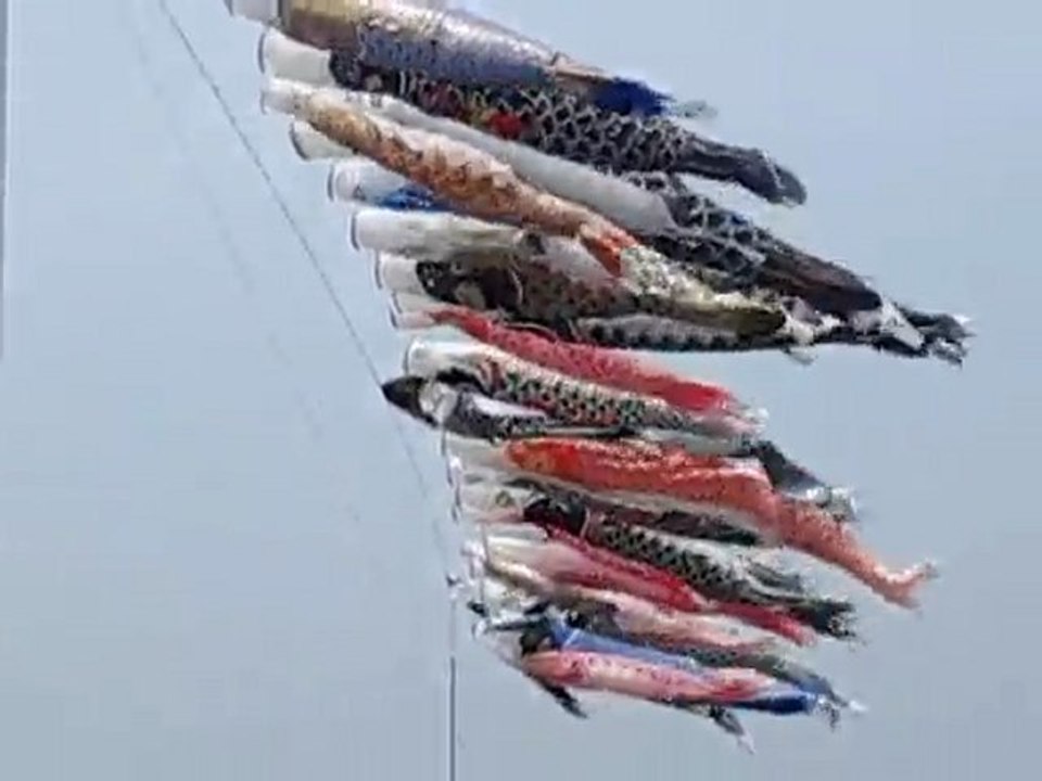 鯉のぼり