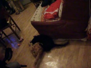 Igor joue avec Yoann et Voyou