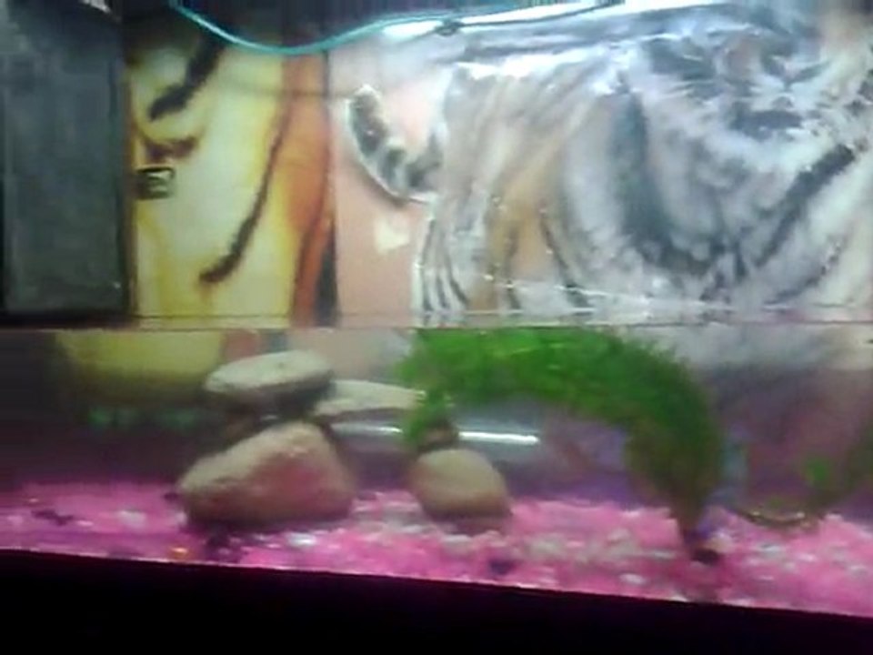 Tortue