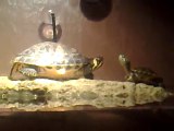 Mes tortues 2