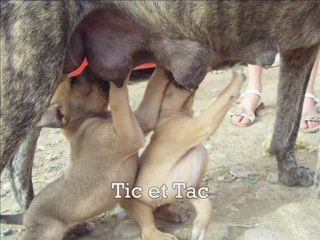 Les animaux rencontrés au Maroc !