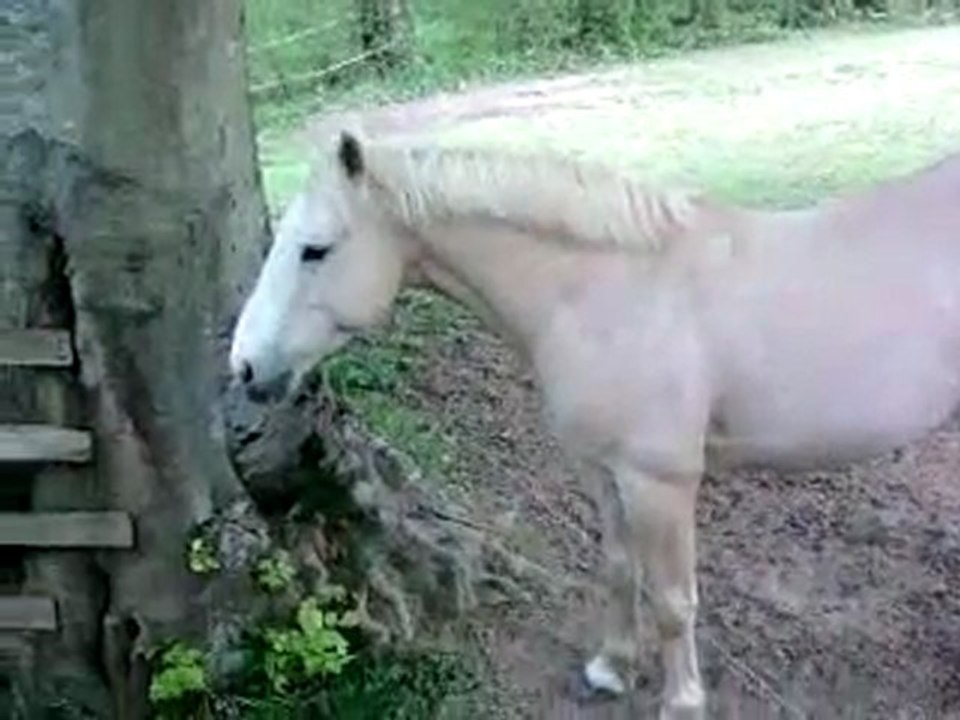 Cheval 2