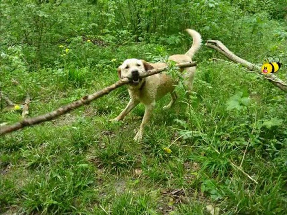 En promenade avec Droopy,aux Amis des Bêtes à  Aix les Bains