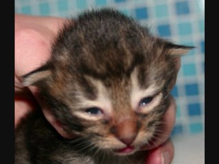 Forest des Zébulons