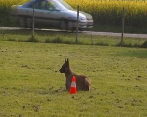 démon du dragon rouge de jupiter  au csau le 08.05.2010
