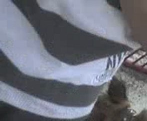 le chien fou de villeneuve