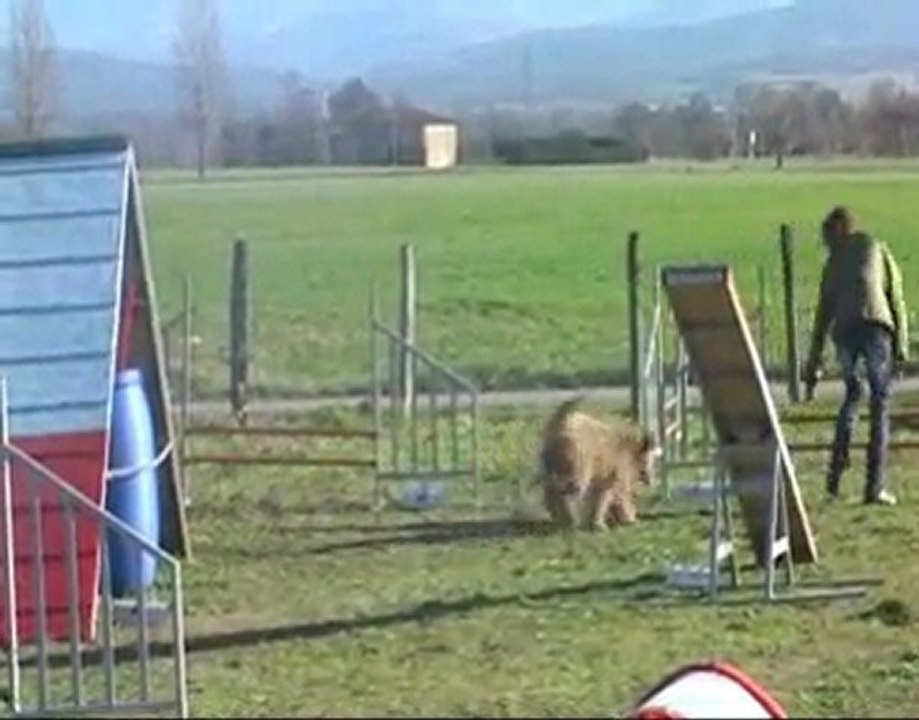 Bottine  entraînement agility le  06-03-2010