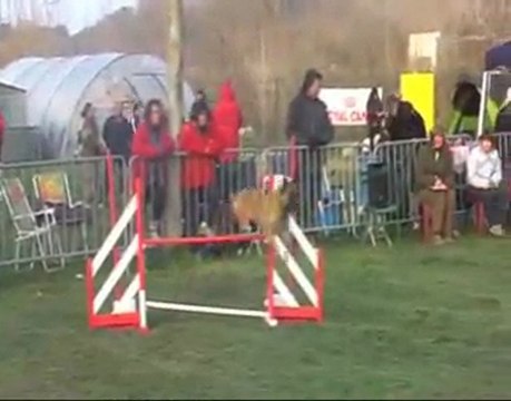 PSC en concours d'agility