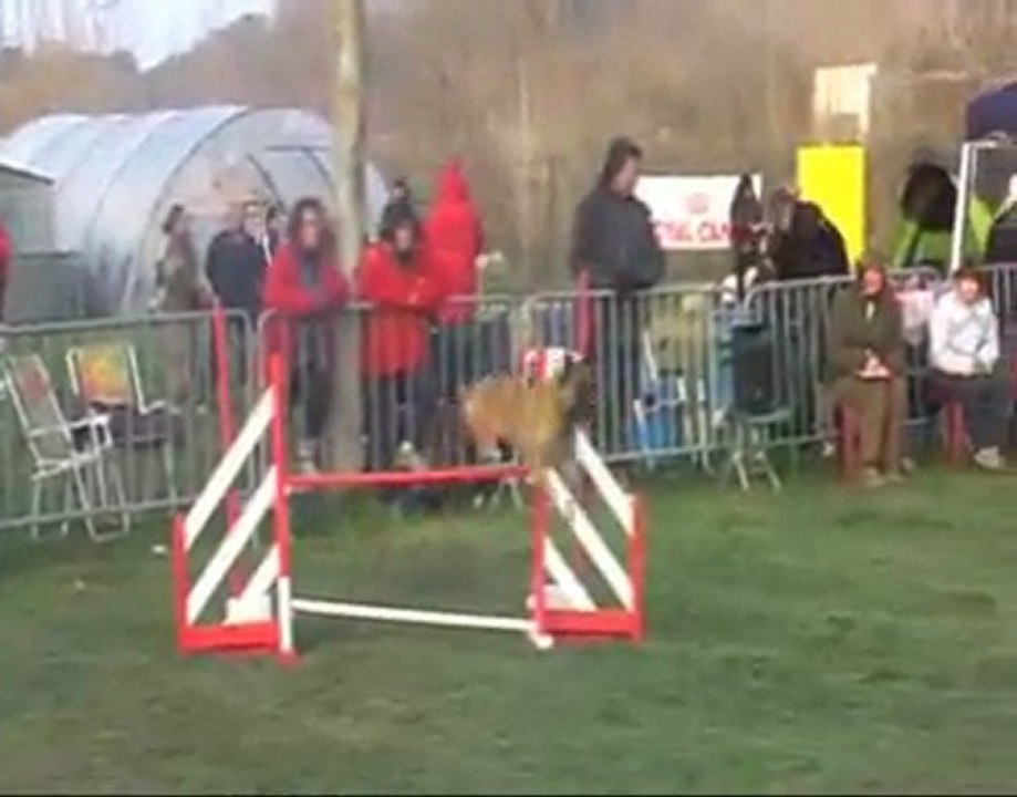 PSC en concours d'agility
