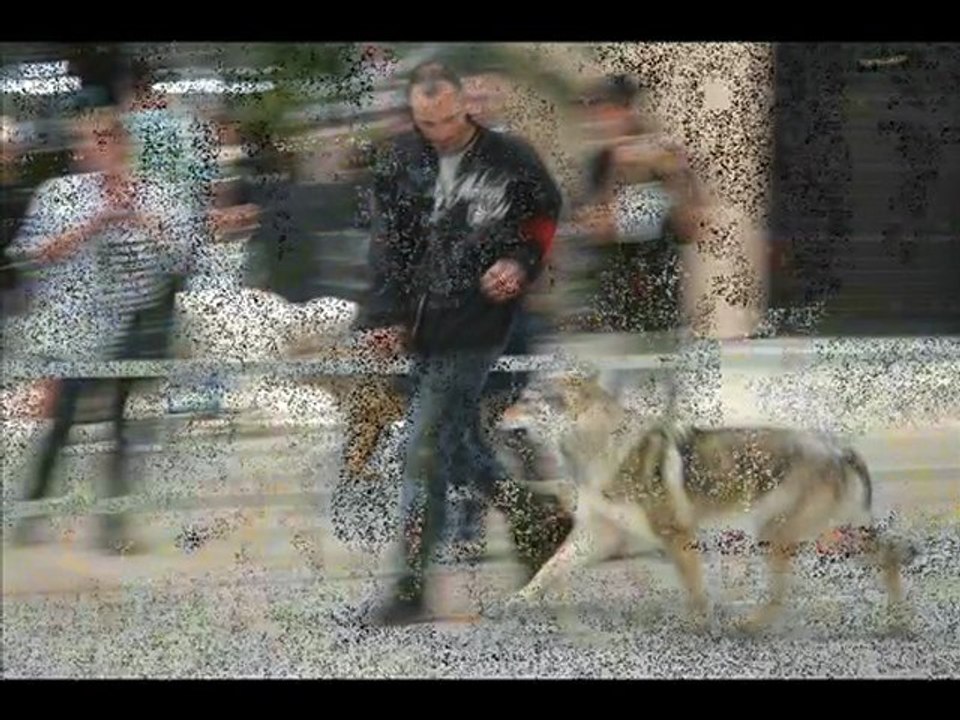 Video Grenoble Chien loup Tcheque