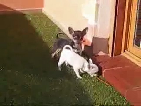 Videos Cachorros chihuahuas Mini Toy