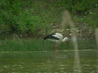 cigogne blanche le 8/05/2010