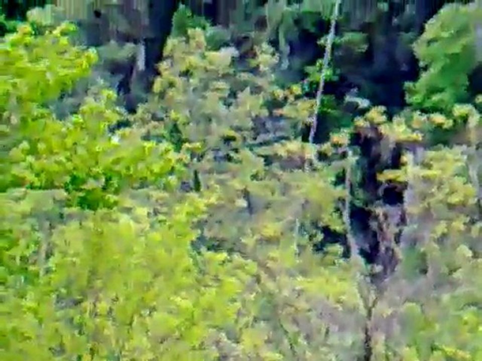 saut à l'elastique
