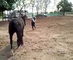 Jeux avec Napo dans le paddock 1