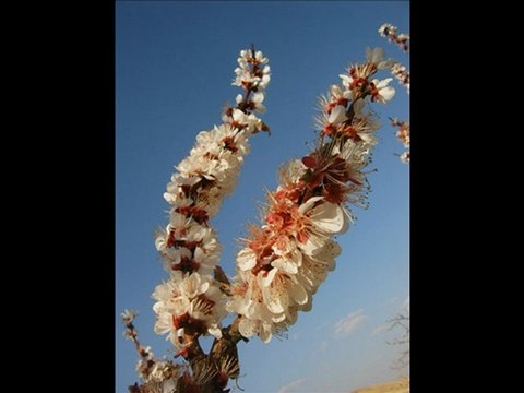 hasret nazım hikmet