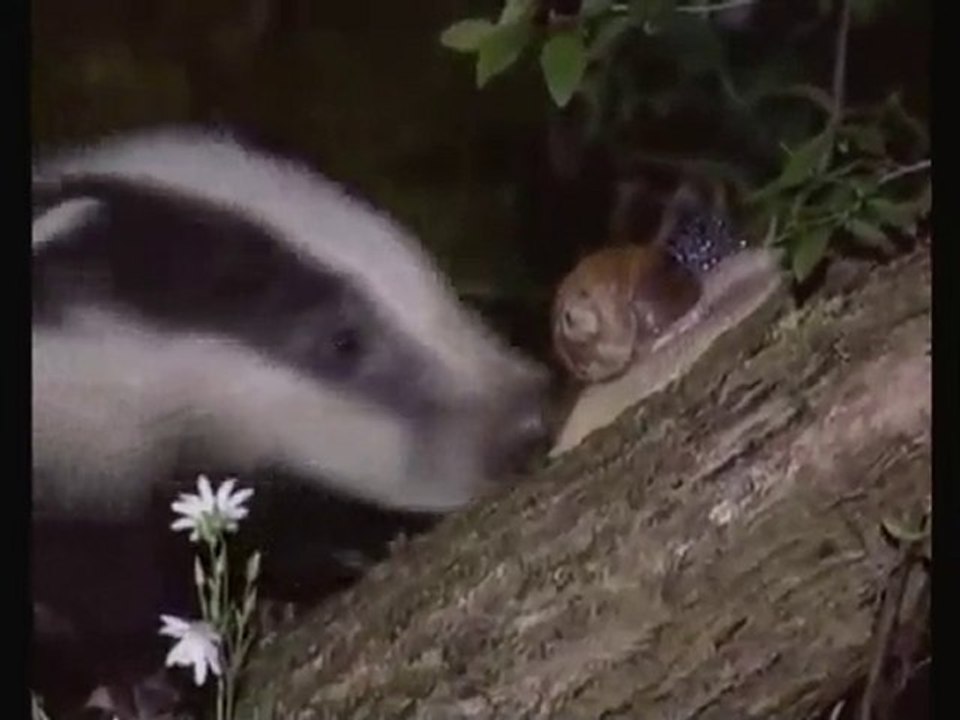 STADE de REIMS : Quel avenir en Ligue 2 ??