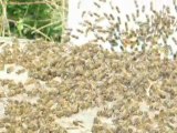 ruche, ruchette lerouge elevage selection abeilles essaims 3
