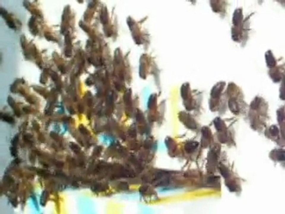 ruche ruchette lerouge elevage selection abeilles essaims 3B