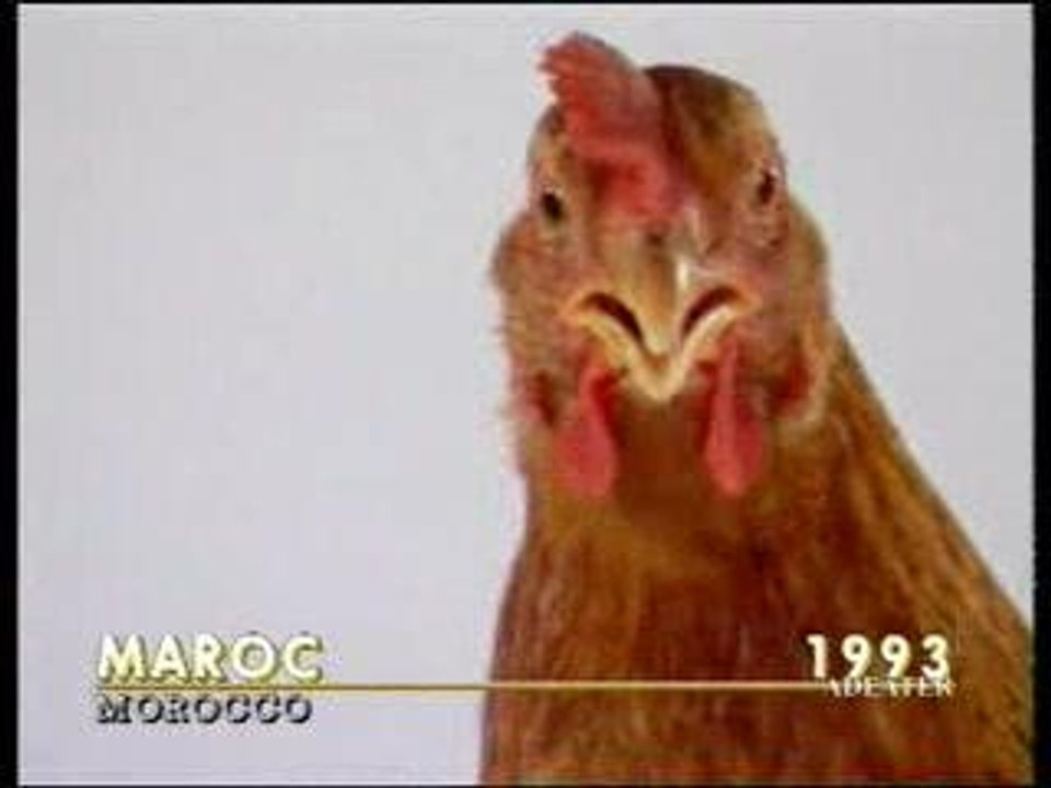 cocotteexpress choha maroc