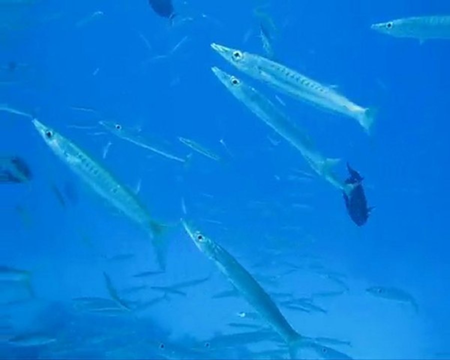 Egypte Dahab mai 2010