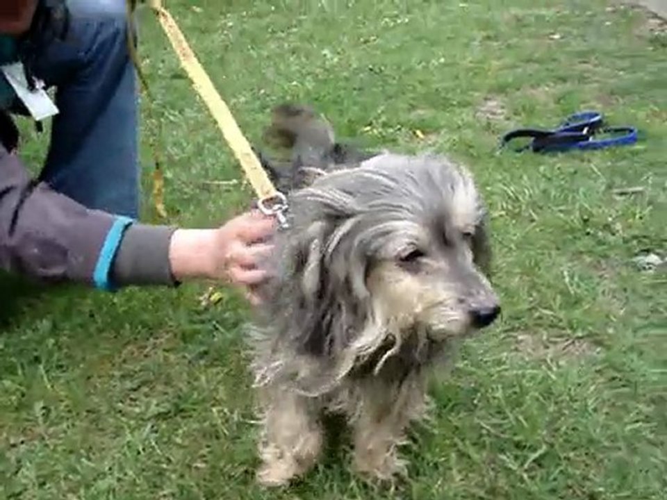 fleurette petite chienne 10 ans