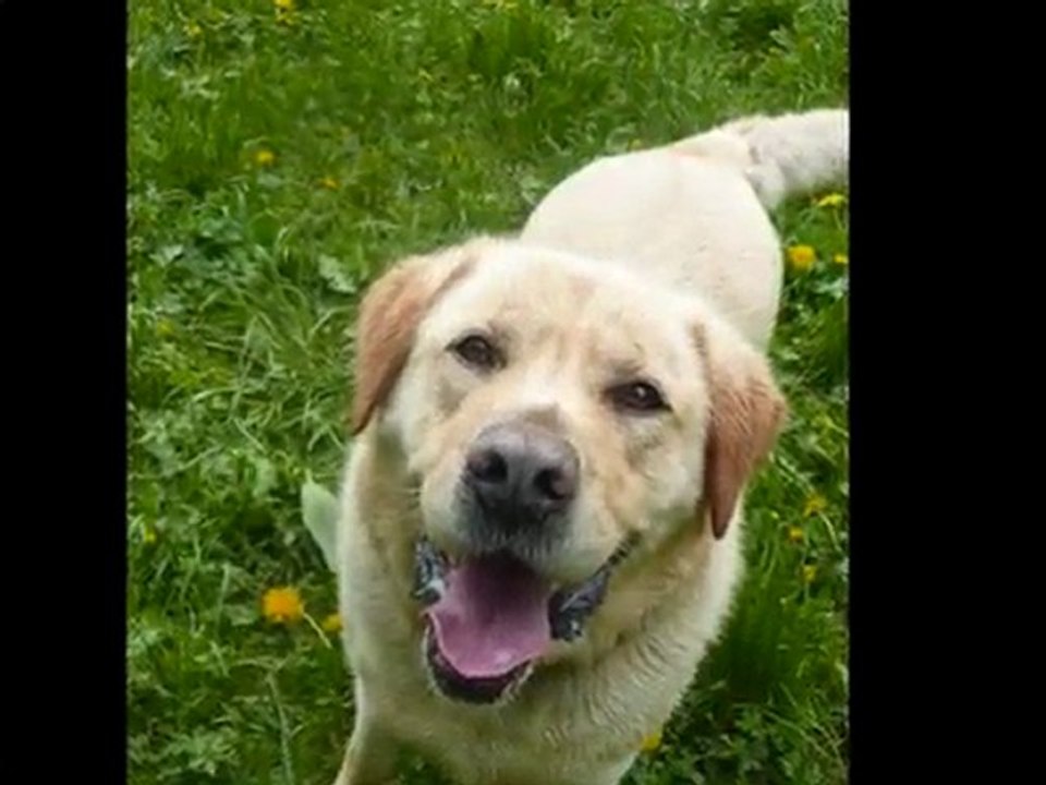 Au refuge des Amis des Bêtes_0001