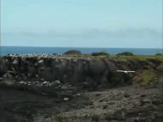 Nature in Galapagos
