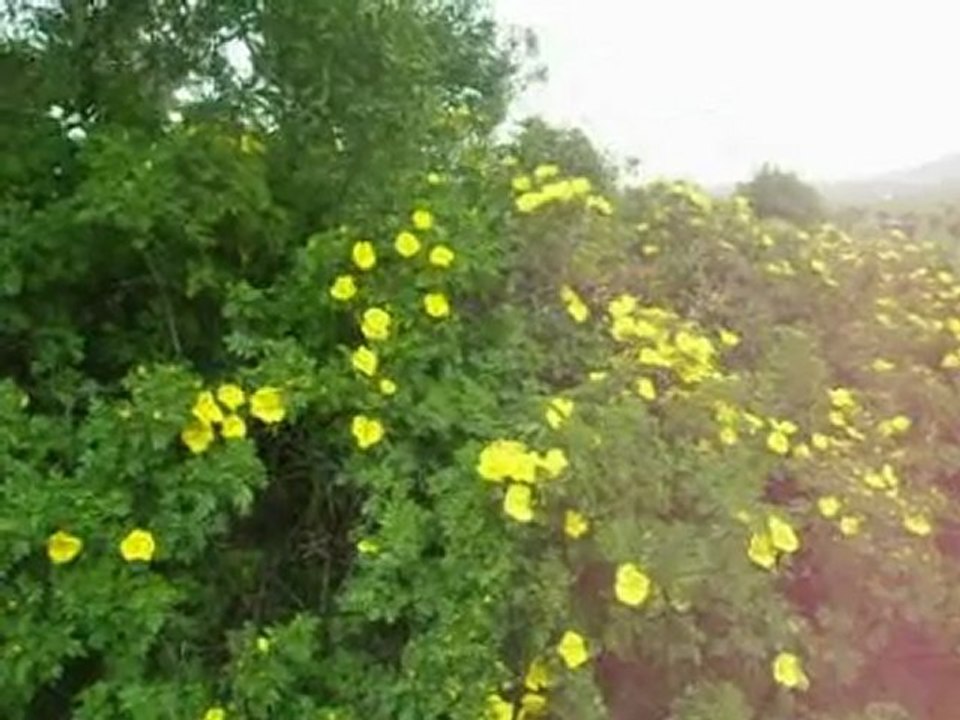 kavak-bizim memleket