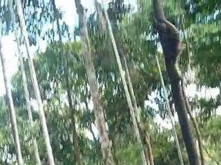 Monkeys near Puyo Ecuador