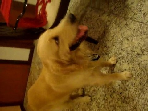 Dog singing hot n' cold - katy perry