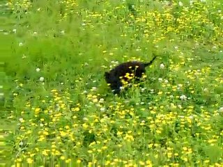 Max racing thru the wildflowers!