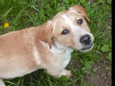 Promenade avec les chiens au refuge des Amis des Bêtes