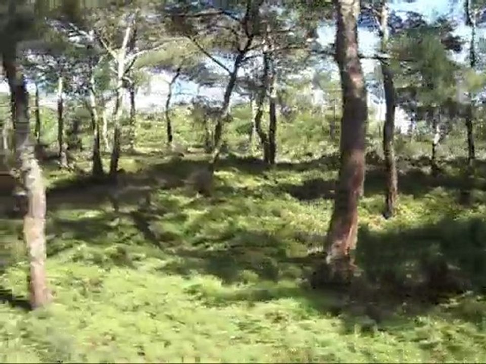 Motorla Ayvalık Cunda