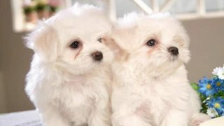 Useful Tips For Bichon Frise Training
