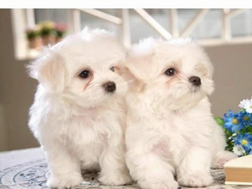 Useful Tips For Bichon Frise Training