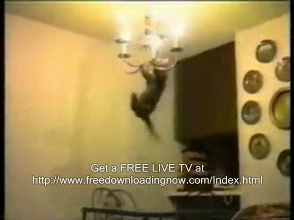 Iron Man's F U N N Y cat!