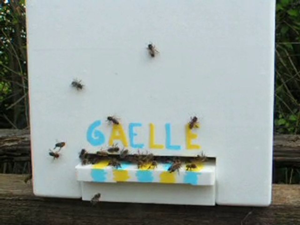 ESSAIMS 2010 RUCHE POLYSTYRÈNE DADANT 6 CADRES ELEVAGE