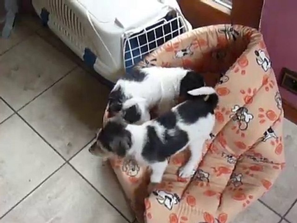 Le trio