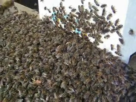 abeilles ruches ruchette dadant LEROUGE essaims élevage N°2