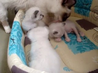 Bébés de Coco (09 mai 2010)