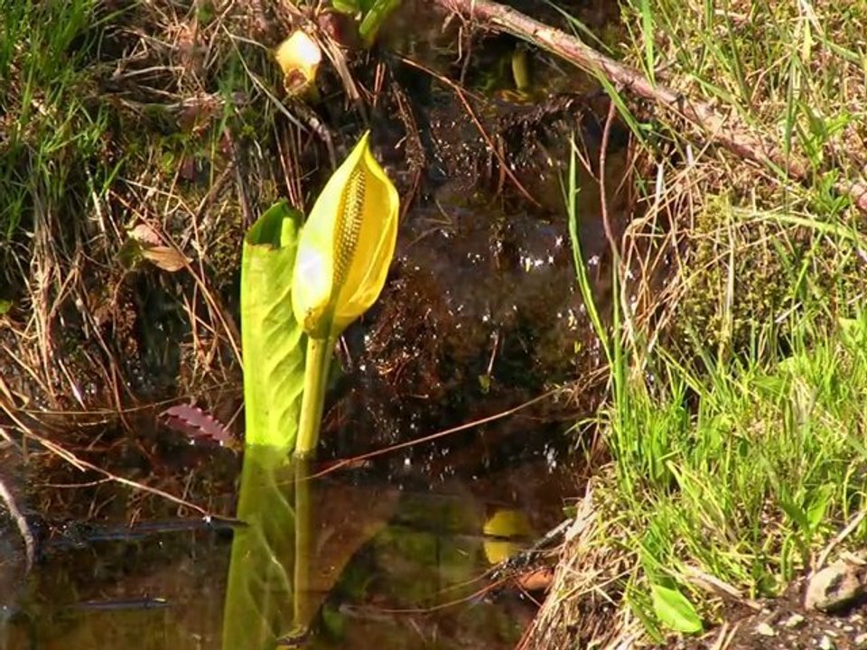 Thimbleberry Lake Trail