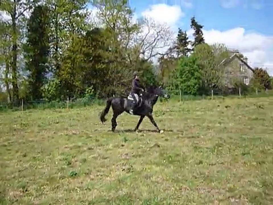 Quillange premiers galops