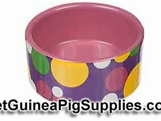 Guinea Pig Supplies - The Essentials You Need to Start